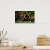 Arabisch paard rijdend in grijsveld poster (Keuken)
