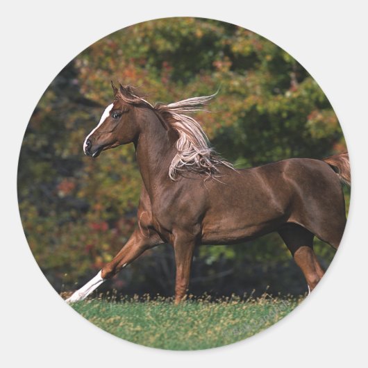 Arabisch paard rijdend in grijsveld ronde sticker (Voorkant)