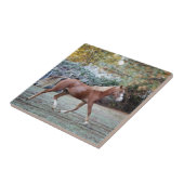 Arabisch paard rijdt vrij op het grasland tegeltje (Zijkant)