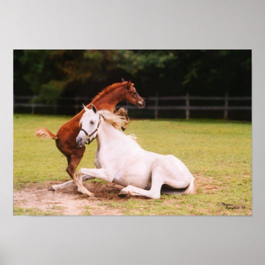 Arabisch Poster voor foal en merg (Voorkant)