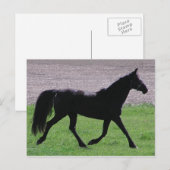 Arabisch Profiel Briefkaarten (Voorkant / Achterkant)