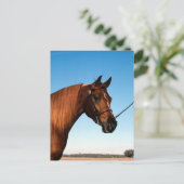 Arabisch Show paard Briefkaart (Staand voorkant)