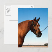 Arabisch Show paard Briefkaart (Voorkant / Achterkant)