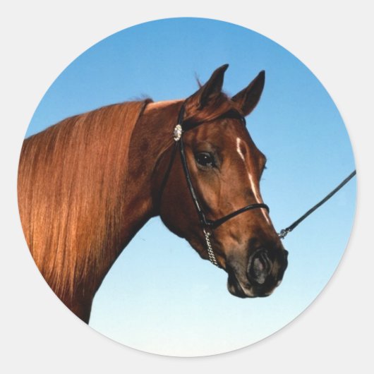 Arabisch Show paard Ronde Sticker (Voorkant)