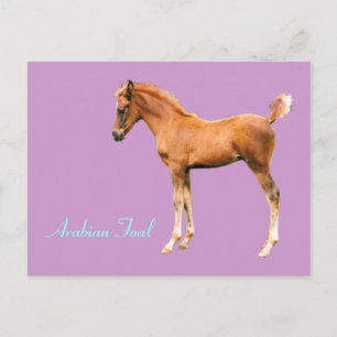 arabisch veulen Briefkaart