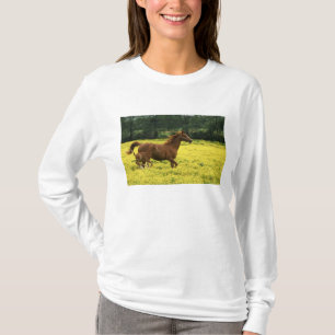 Arabisch veulen en merrie rennen door t-shirt