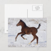 Arabisch Veulen in de Sneeuw Briefkaart (Voorkant / Achterkant)