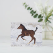 Arabisch Veulen in de Sneeuw Briefkaart (Staand voorkant)