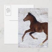 Arabisch Veulen in de Sneeuw Briefkaart (Voorkant / Achterkant)