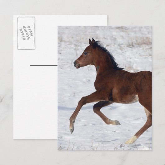 Arabisch Veulen in de Sneeuw Briefkaart (Voorkant / Achterkant)