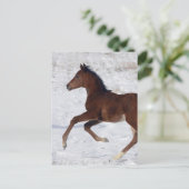 Arabisch Veulen in de Sneeuw Briefkaart (Staand voorkant)