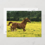 Arabisch veulens en merrie lopen door briefkaart (Voorkant / Achterkant)