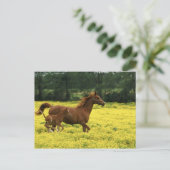 Arabisch veulens en merrie lopen door briefkaart (Staand voorkant)