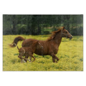 Arabisch veulens en merrie lopen door snijplank (Voorkant)