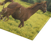 Arabisch veulens en merrie lopen door snijplank (Hoek)