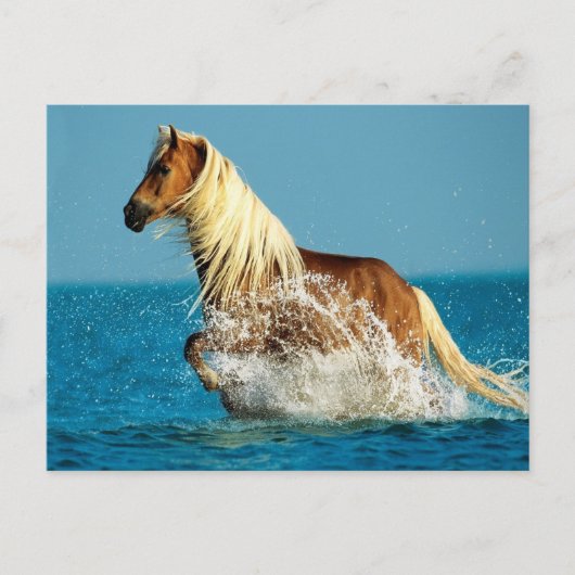 Arabisch volbloedpaard briefkaart (Voorkant)