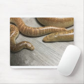 Arabisch zandboa muismat (Met muis)