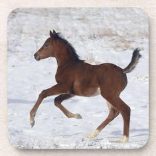 Arabische Foal in de sneeuw Bier Onderzetter
