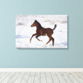 Arabische Foal in de sneeuw Canvas Afdruk (Insitu (Houten vloer))