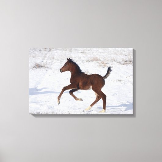 Arabische Foal in de sneeuw Canvas Afdruk (Voorkant)