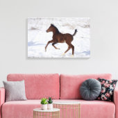 Arabische Foal in de sneeuw Canvas Afdruk (Insitu (Woonkamer))