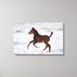 Arabische Foal in de sneeuw Canvas Afdruk