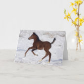 Arabische Foal in de sneeuw Kaart (Gele Bloem)