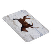 Arabische Foal in de sneeuw Magneet (Rechterzijde)