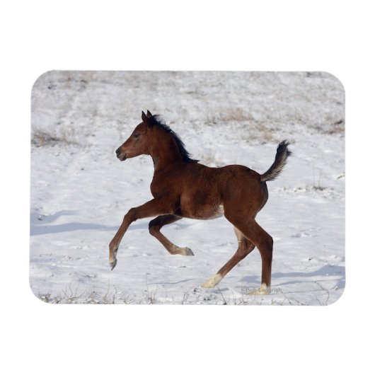 Arabische Foal in de sneeuw Magneet (Horizontaal)