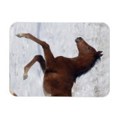 Arabische Foal in de sneeuw Magneet (Horizontaal)
