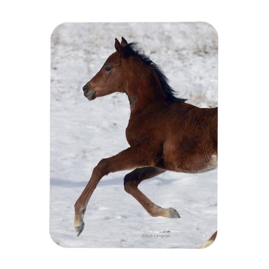 Arabische Foal in de sneeuw Magneet (Verticaal)