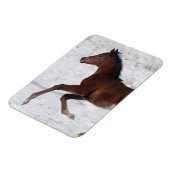 Arabische Foal in de sneeuw Magneet (Linkerzijde)