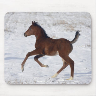 Arabische Foal in de sneeuw Muismat
