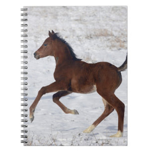 Arabische Foal in de sneeuw Notitieboek
