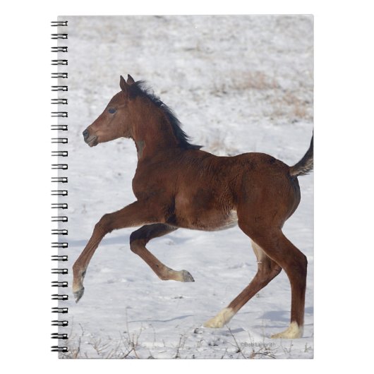 Arabische Foal in de sneeuw Notitieboek (Voorkant)