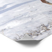 Arabische Foal in de sneeuw Poster (Hoek)