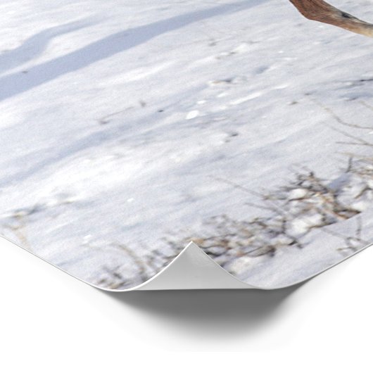 Arabische Foal in de sneeuw Poster (Hoek)