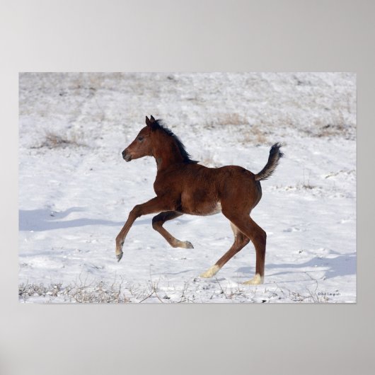 Arabische Foal in de sneeuw Poster (Voorkant)