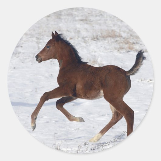 Arabische Foal in de sneeuw Ronde Sticker (Voorkant)
