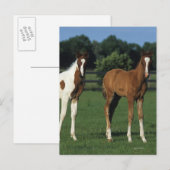Arabische Foalen in grijs veld Briefkaart (Voorkant / Achterkant)