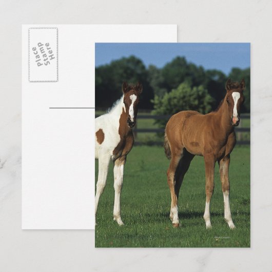 Arabische Foalen in grijs veld Briefkaart (Voorkant / Achterkant)