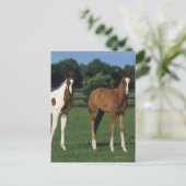 Arabische Foalen in grijs veld Briefkaart (Staand voorkant)