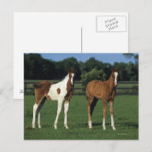 Arabische Foalen in grijs veld Briefkaart (Voorkant / Achterkant)
