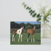 Arabische Foalen in grijs veld Briefkaart (Staand voorkant)