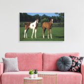 Arabische Foalen in grijs veld Canvas Afdruk (Insitu (Woonkamer))