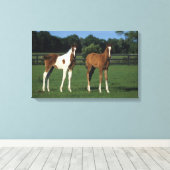 Arabische Foalen in grijs veld Canvas Afdruk (Insitu (Houten vloer))