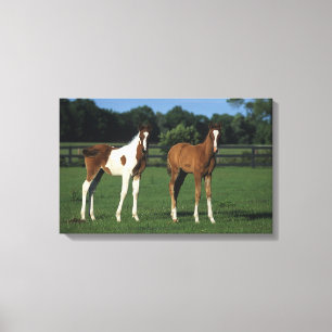 Arabische Foalen in grijs veld Canvas Afdruk