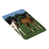 Arabische Foalen in grijs veld Magneet (Rechterzijde)