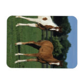 Arabische Foalen in grijs veld Magneet (Horizontaal)