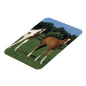 Arabische Foalen in grijs veld Magneet (Linkerzijde)